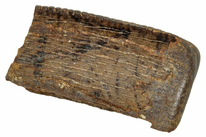 Tyrannosaur Tooth Fragment - Judith River Formation #276498